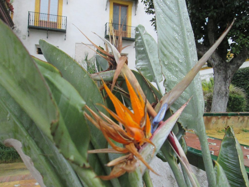 Flor ave del paraíso/Strelitzia